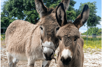 Asinerie des garrigues